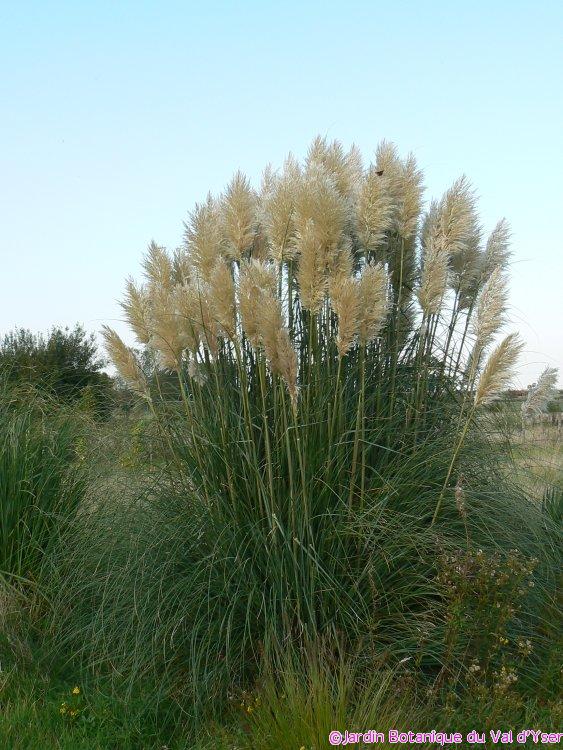 Herbe de Pampa (Cortaderia selloana) fin septembre 2007