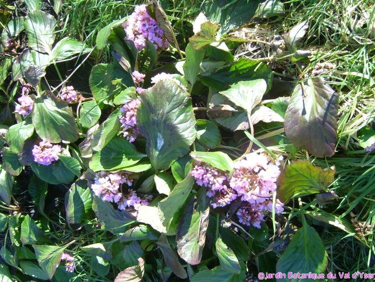 Début de floraison de Bergenia crassifolia (Bergenia crassifolia) Période : mi-févrir 2007