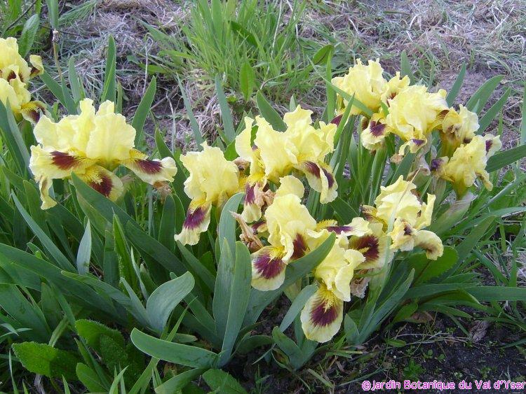 Iris nains (Iris X pumila) début mai 2008