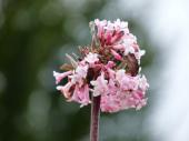 Fleurs de Viorne (Viburnum X bodnantense)