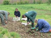Plantation des fleurs annuelles Une équipe de planteurs au travail