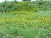 Prairie fleurie (Ranunculus repens)